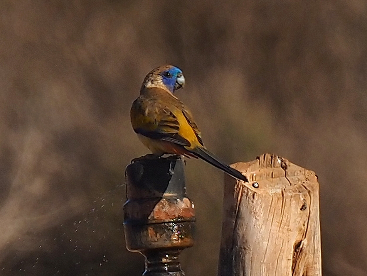 image Naretha Bluebonnet